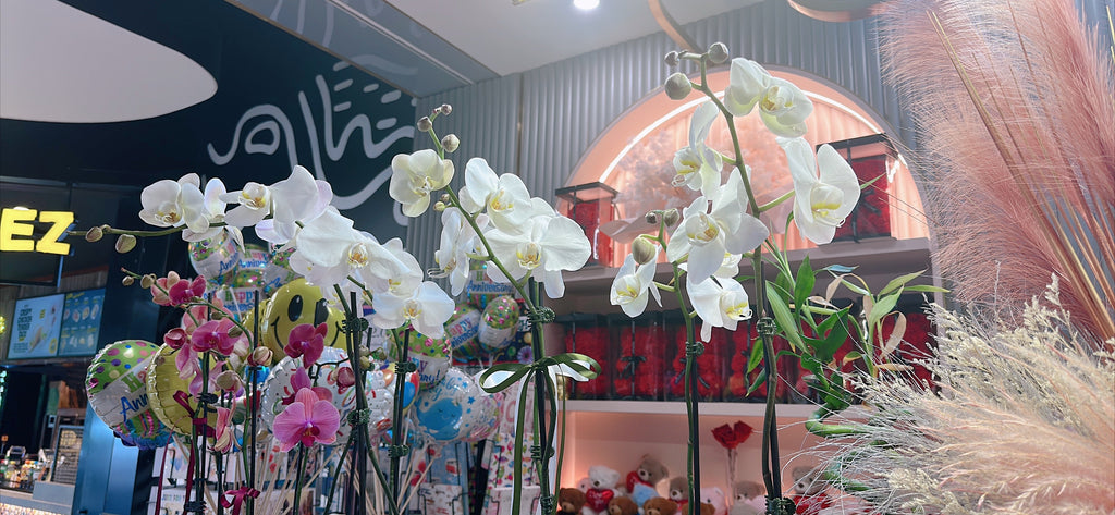FH74: Moth Orchid